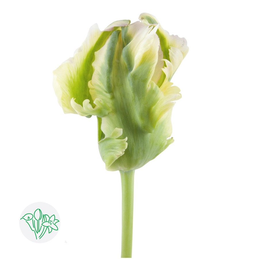 Tulip French GreenWave Parrot