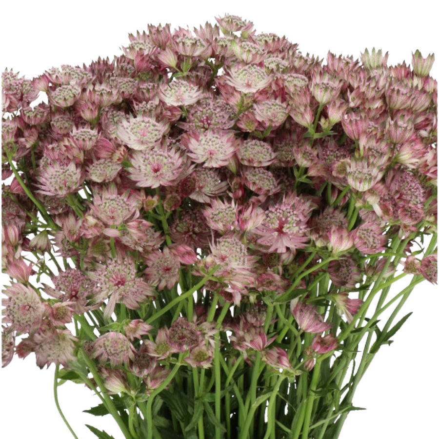 Astrantia Star of Africa holl