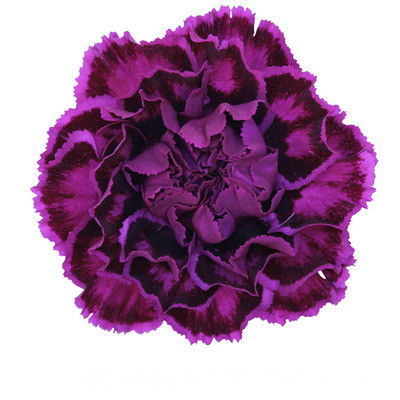 Carn Sel Nobbio Purple sole