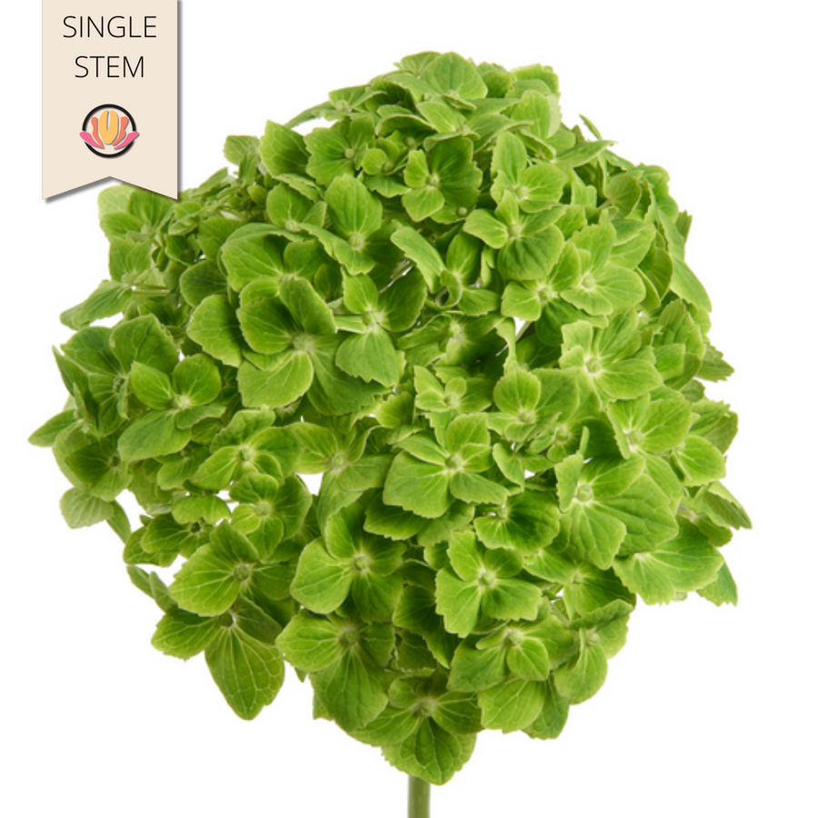 Hydro EmrldGreen Hydraflora (st)