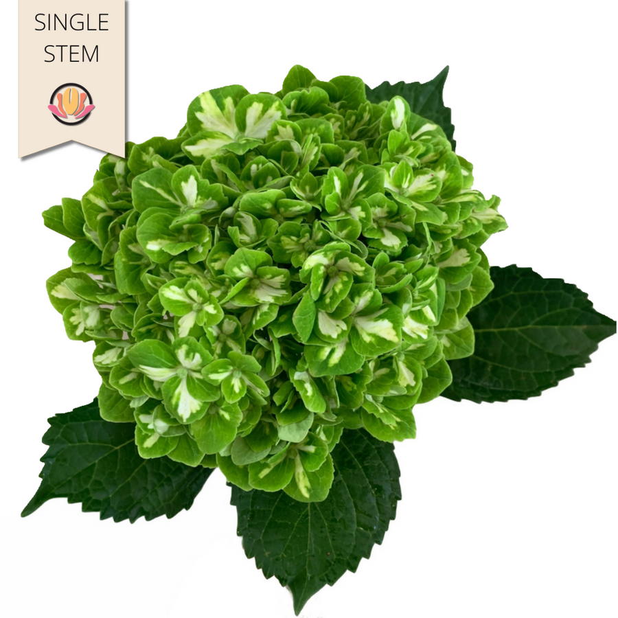Hydrangea Emeralda Variegated (stem)