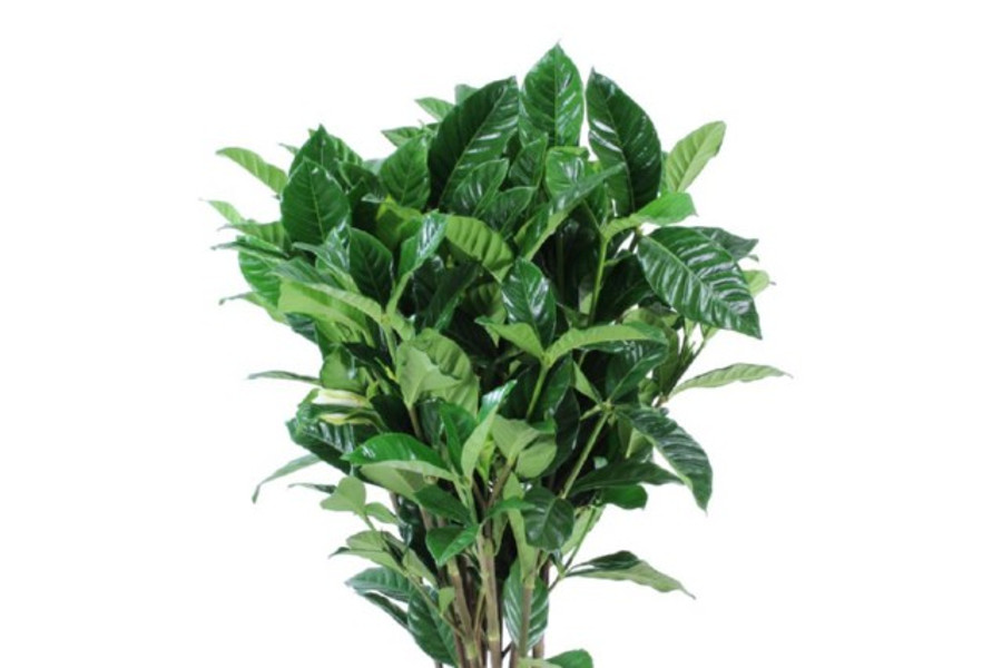 Gardenia Jasminoides Grandiflo