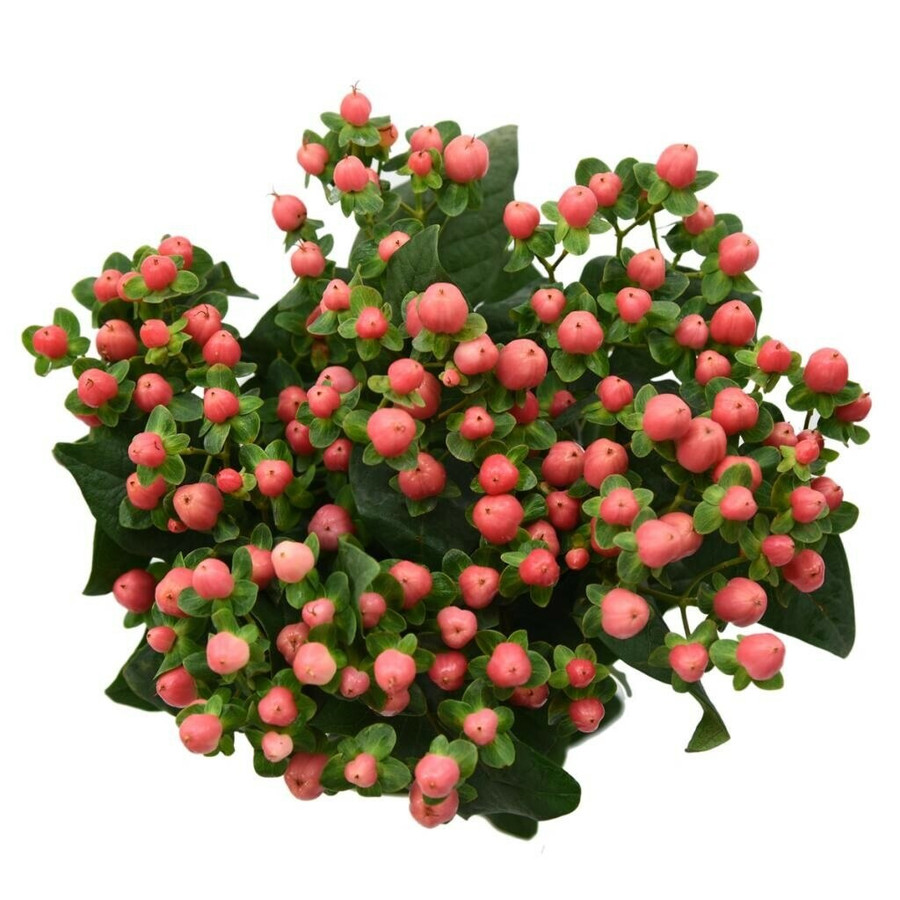 Hypericum Sweet Romance 60cm b