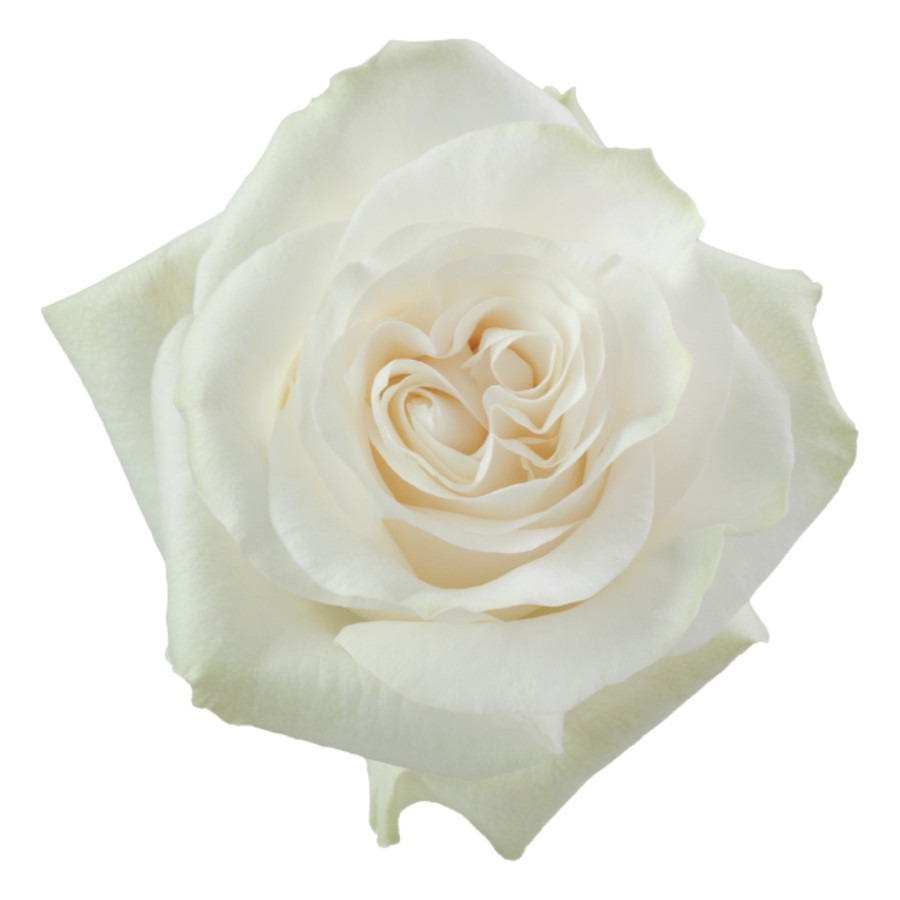 Rose Aspen 70cm rprima