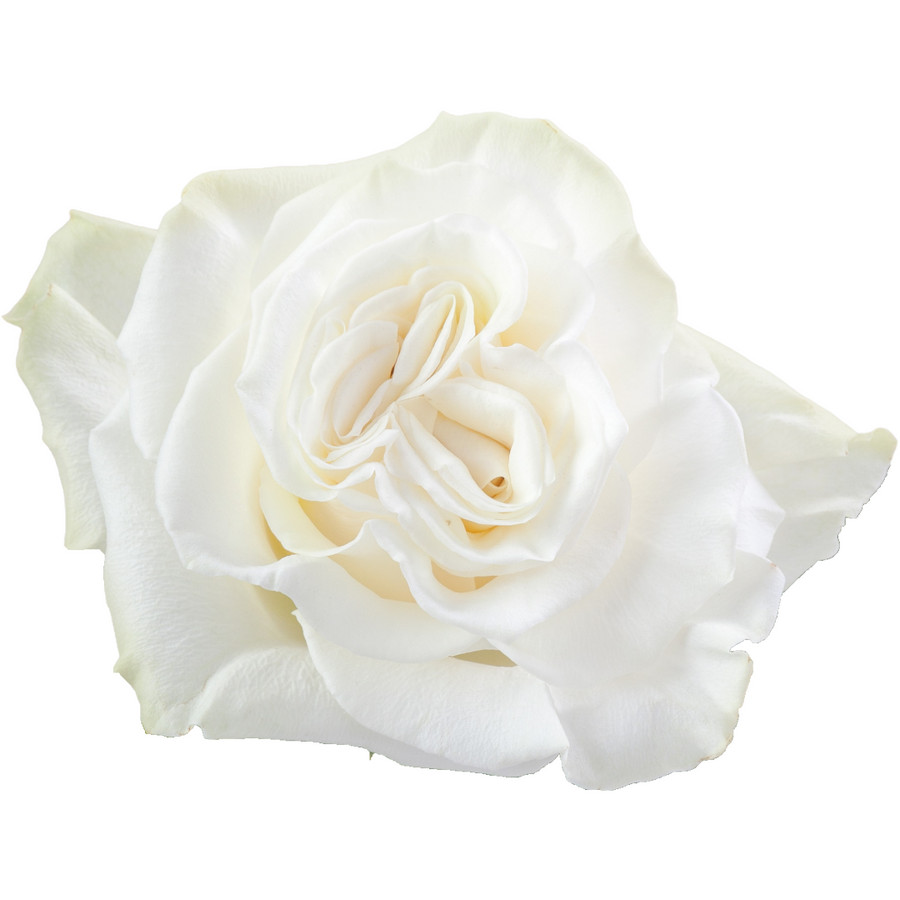 Rose Aspen 70cm rprima