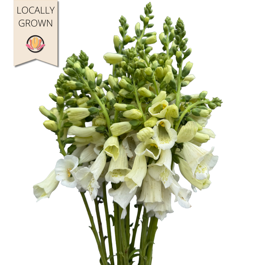 Foxglove White local
