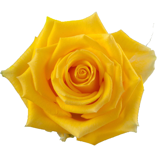 Rose Lighthouse 50cm rprima