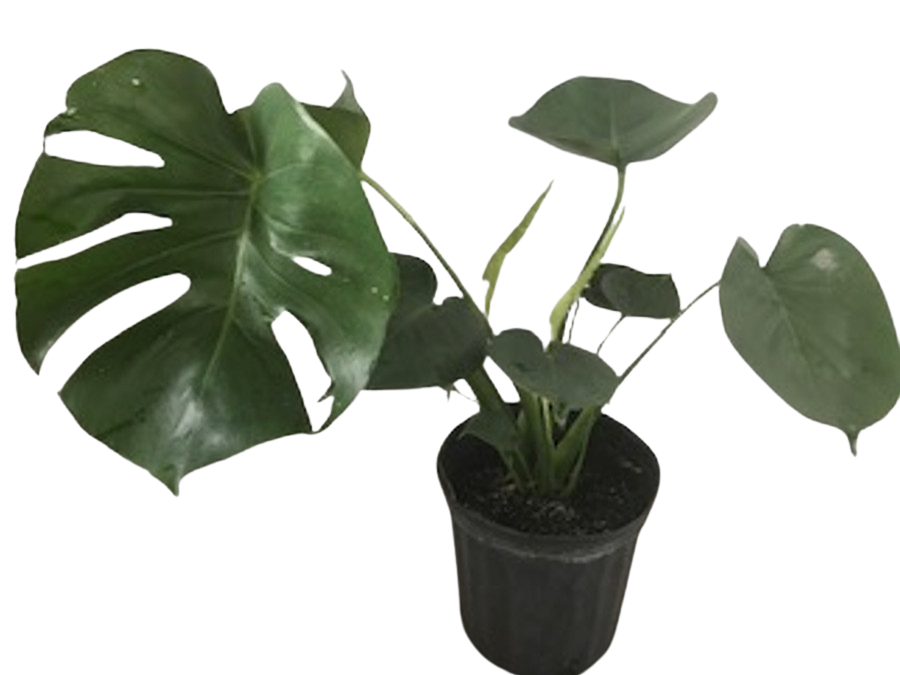 8" POTTED MONSTERA