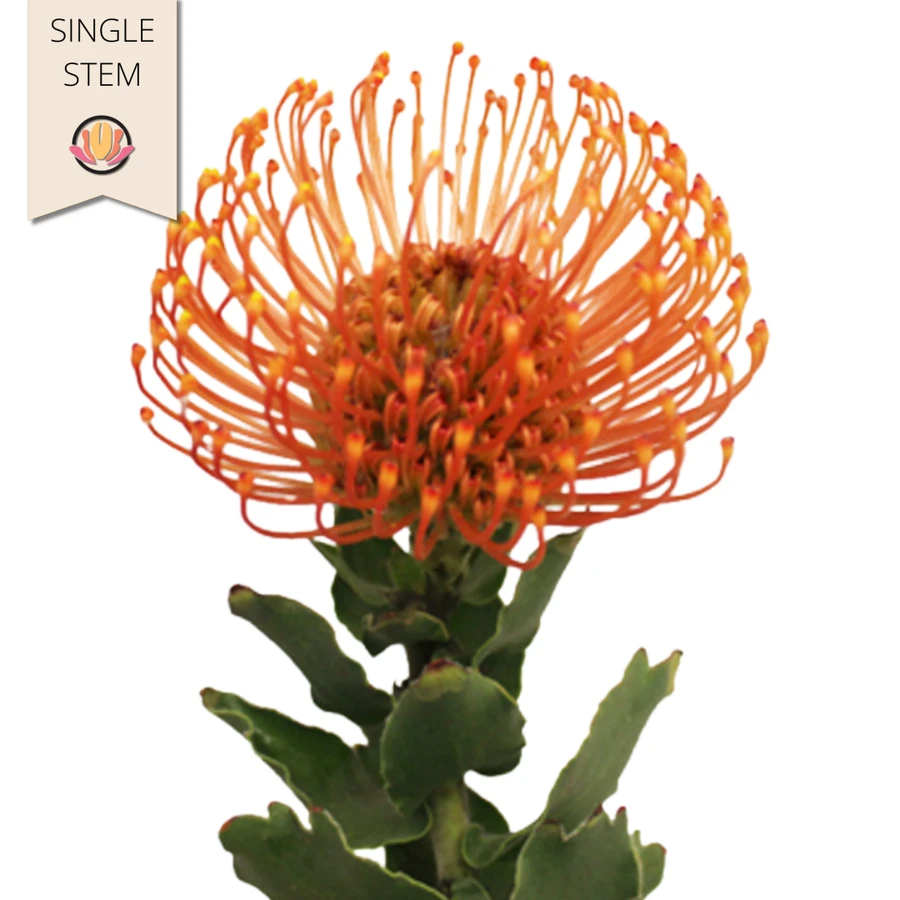 Pincushions Succession holex