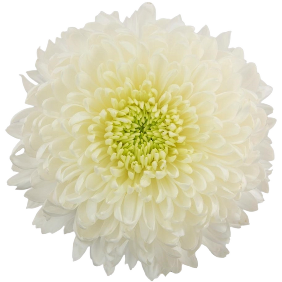 Mum Disbud Ball Magnum (10 stem), Sole