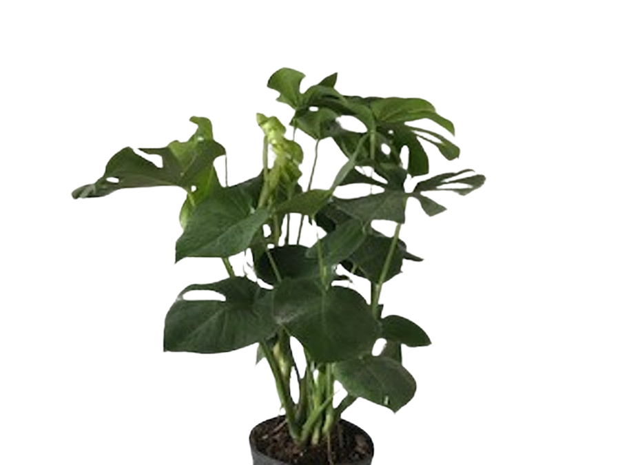 10" MONSTERA