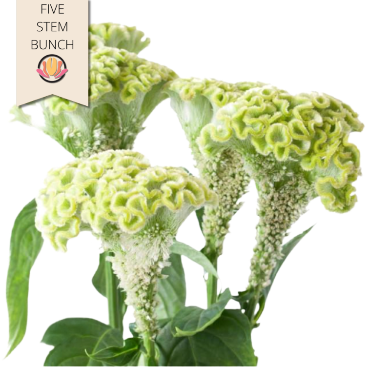 Coxcomb Act Verda holl(5st)