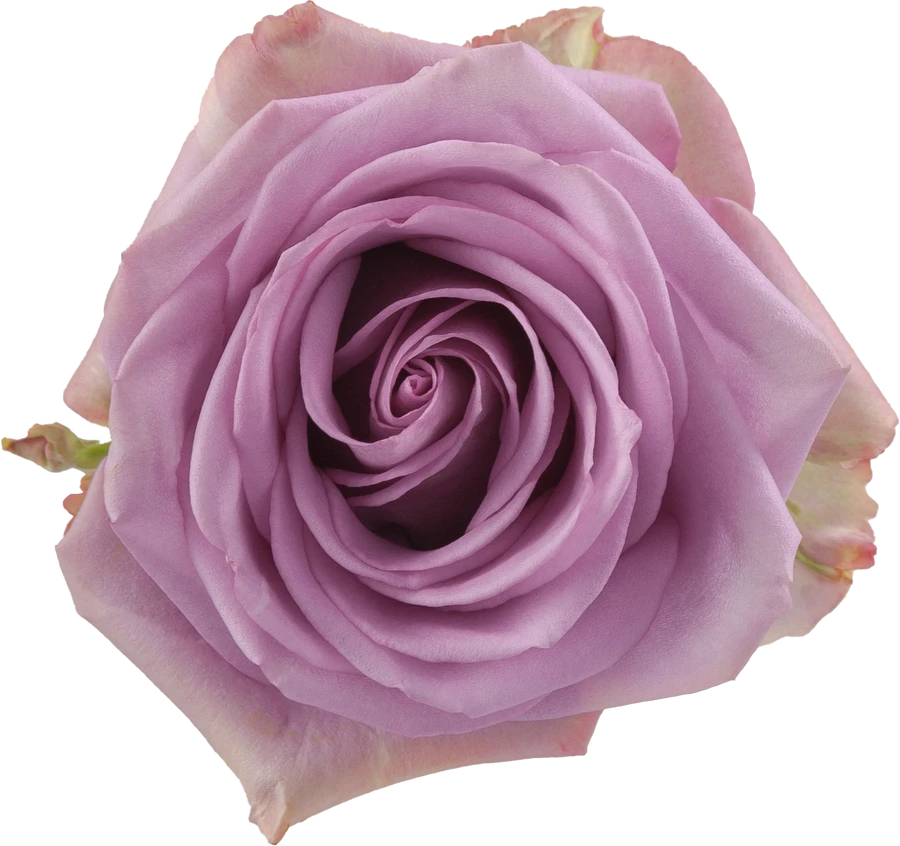 Rose Cool Water 50cm Rprima