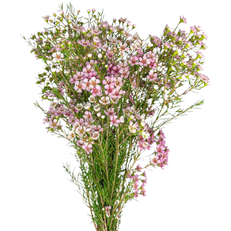 Waxflower Pink misty