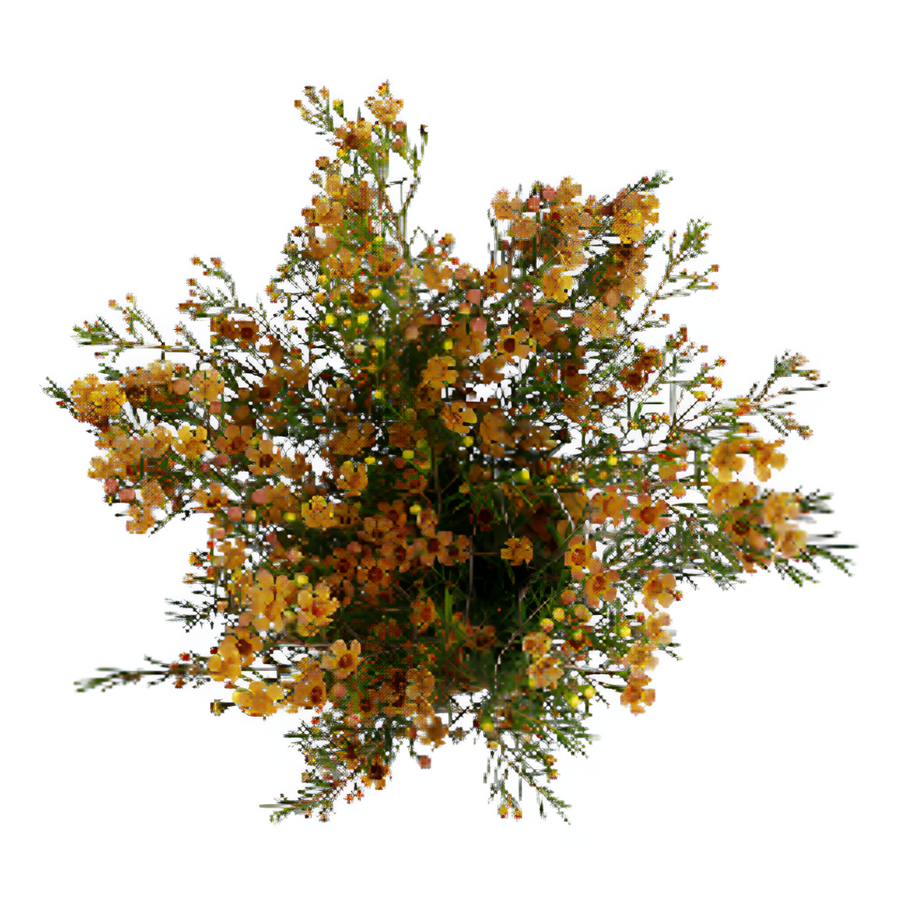 Waxflower Melon sole