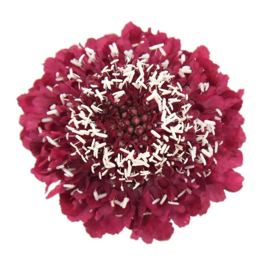 Scabiosa Red Velvet. fresca