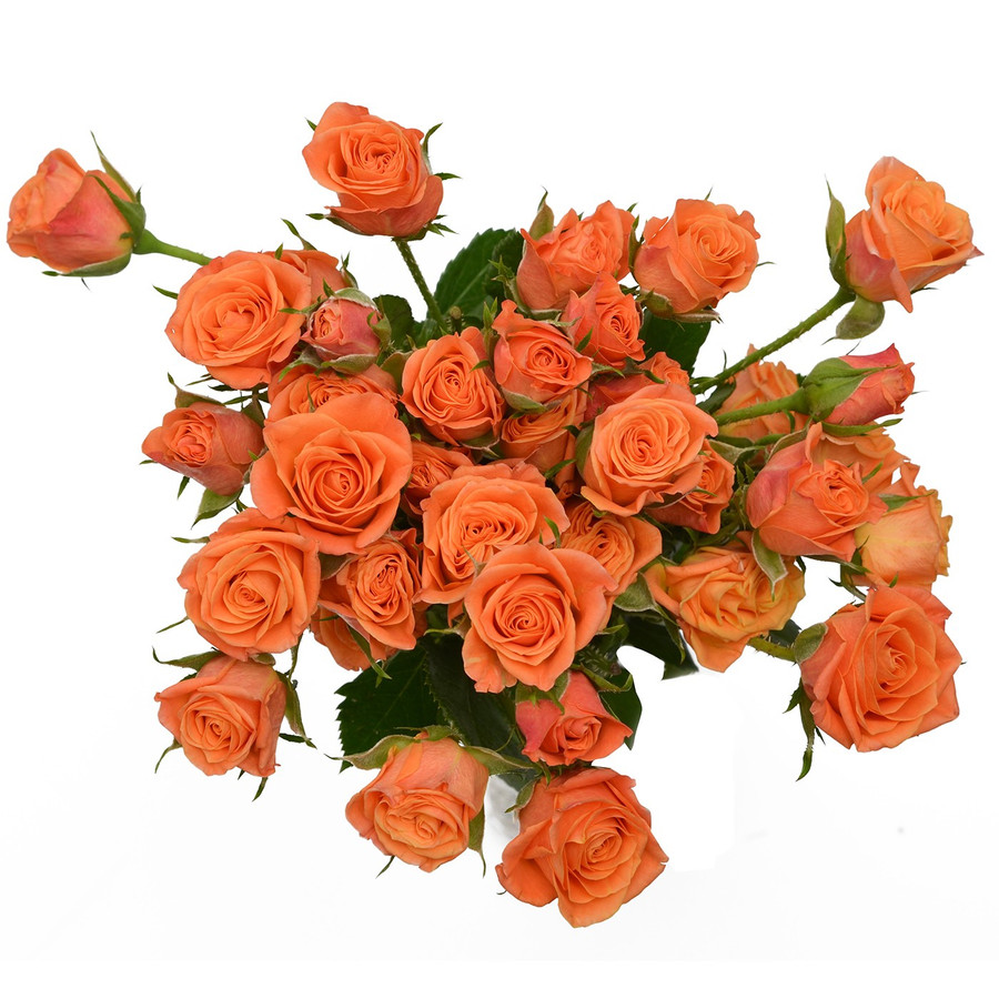 RoseSpray Mambo  rfi