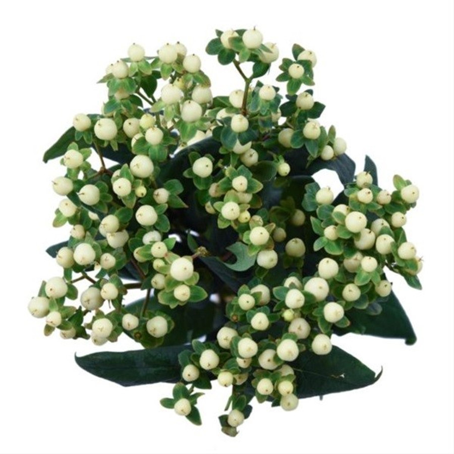 Hypericum CoolRomance 70cm f.c. 