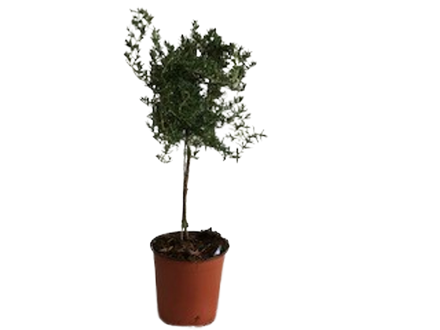 6" Rosemary Tree