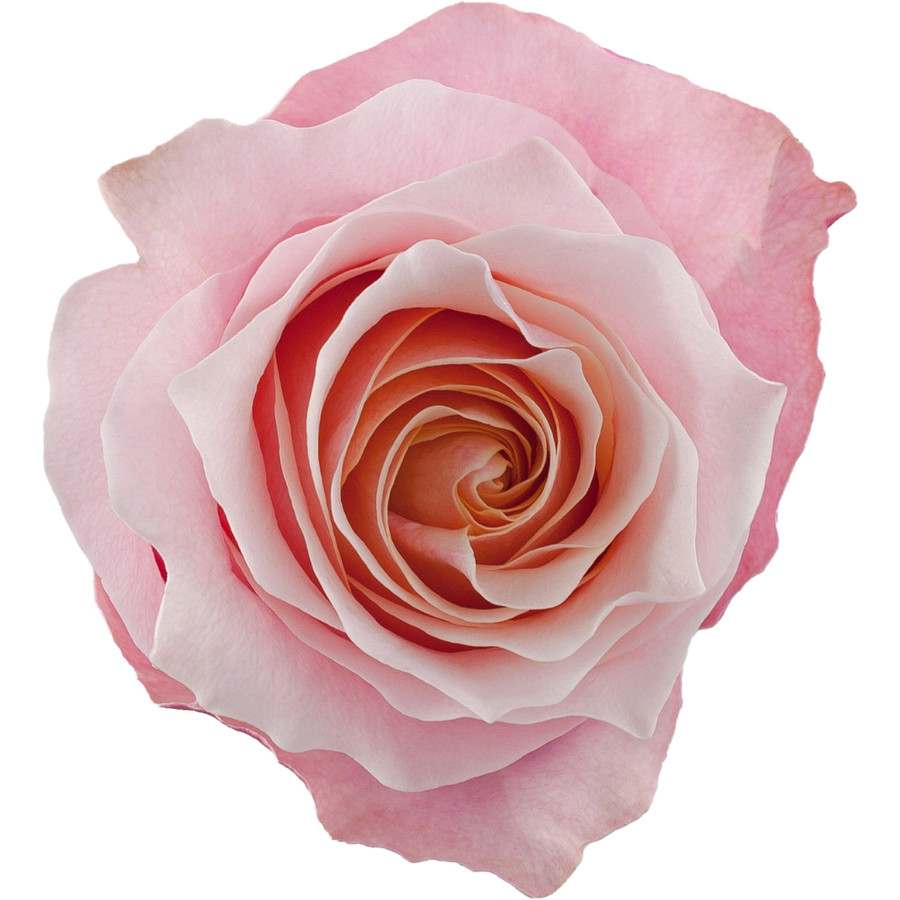 Rose Flamingo 60cm rprima