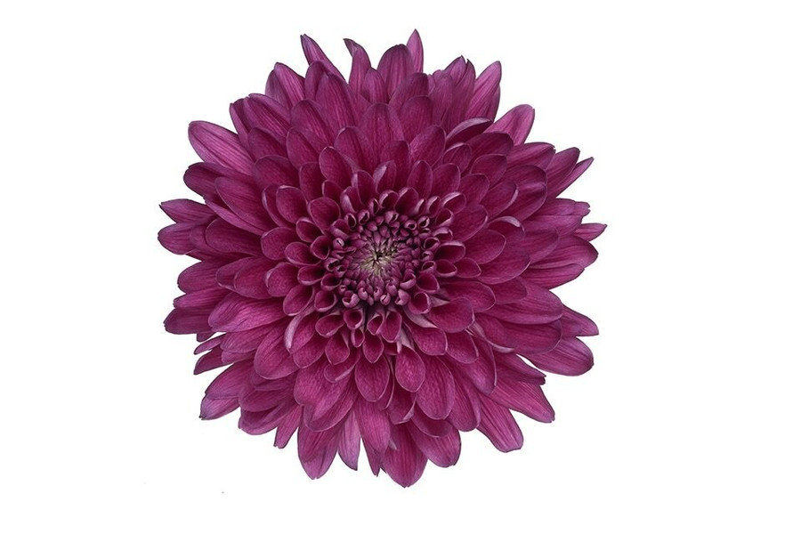 Mum Cremon Purple b.mark