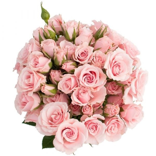 RoseSpray PkMaj rio