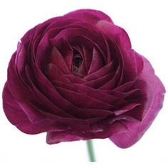 Ranunculus Violet holex