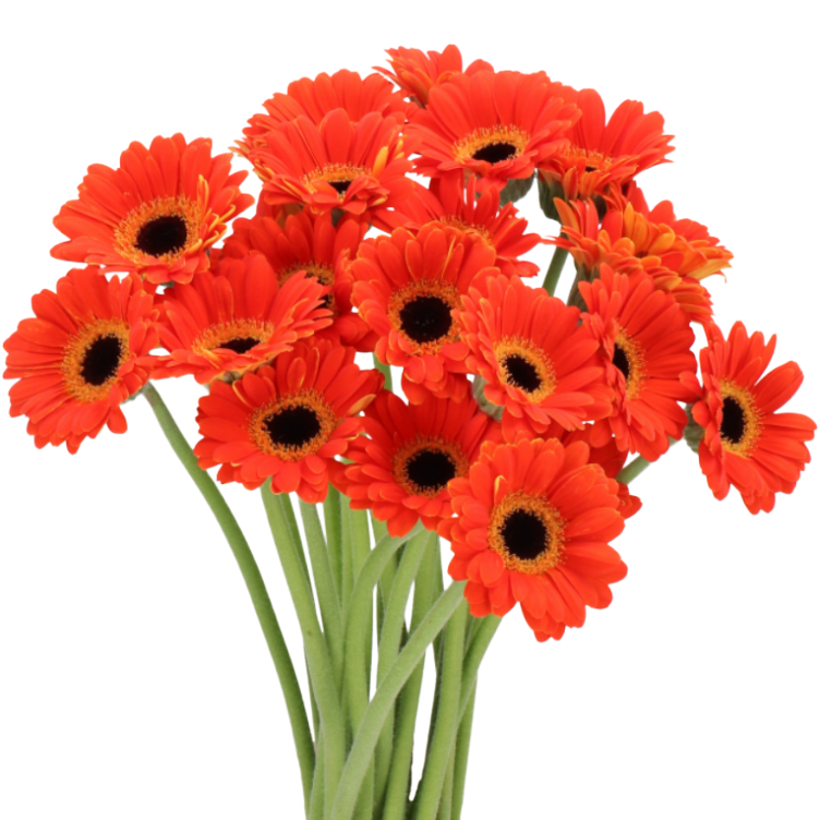 Germini Piccolini Orange holl (x20 st)