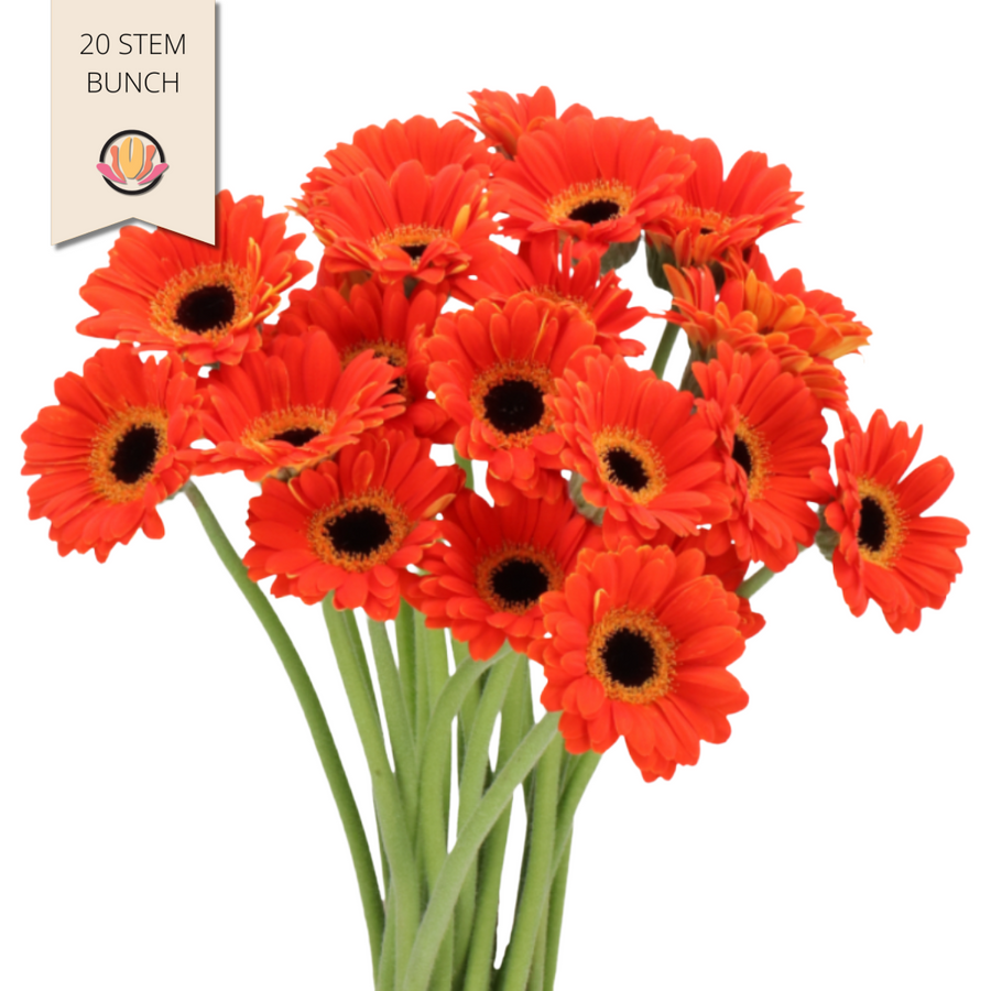 Germini Piccolini Orange holl (x20 st)