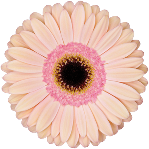 Gerber Alliance can.