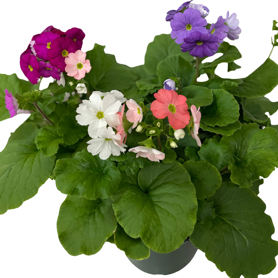 6" PRIMROSE OBCONICA