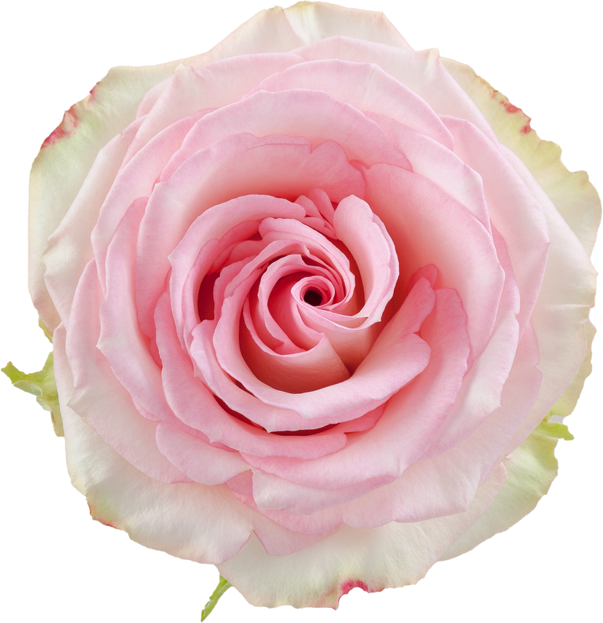 Rose Esperance 50cm rprima