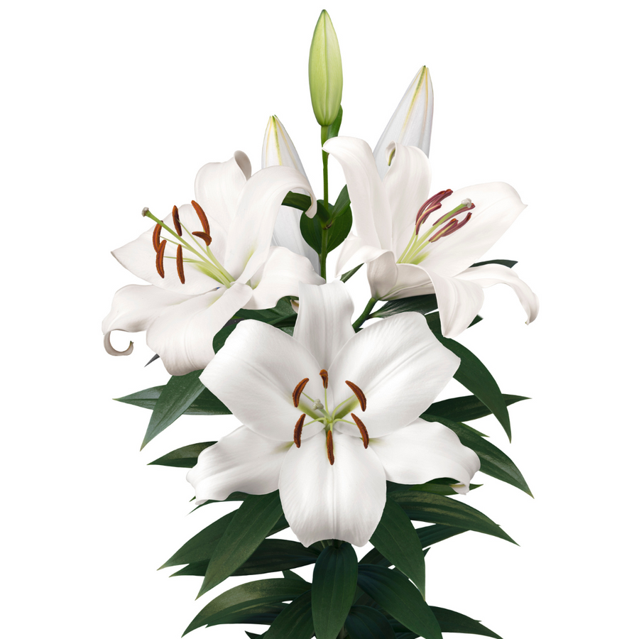 Lily Zambesi cont 3-5 bl