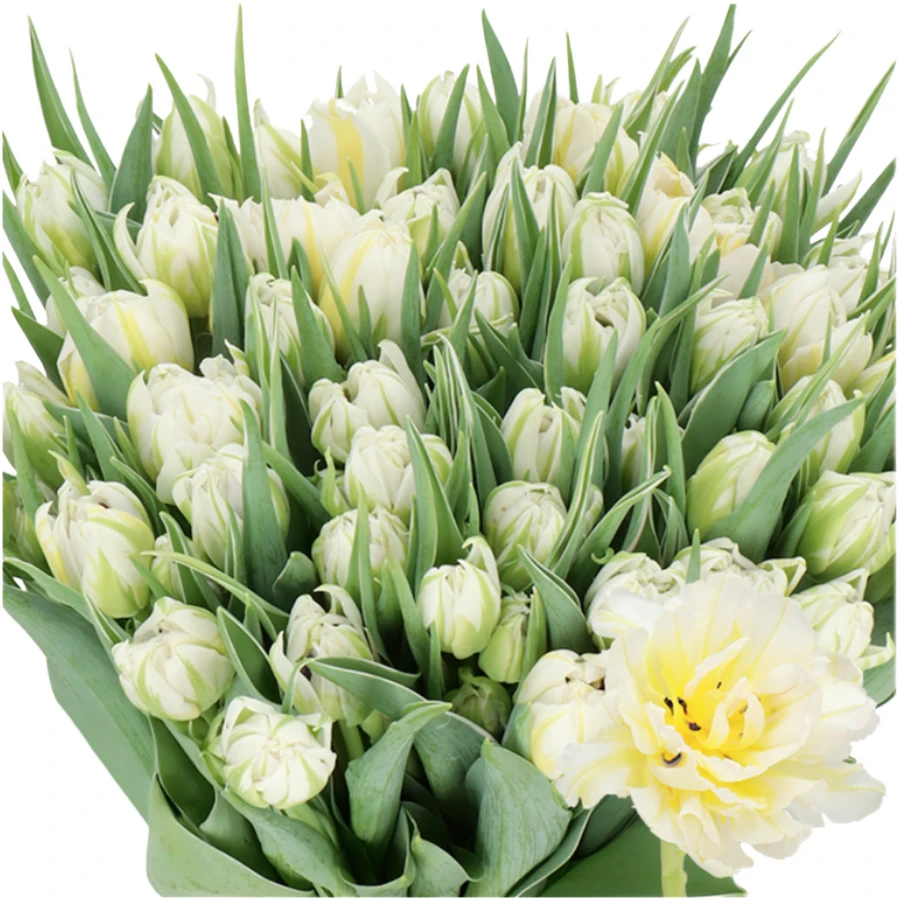 Tulip Double Password holl xtra
