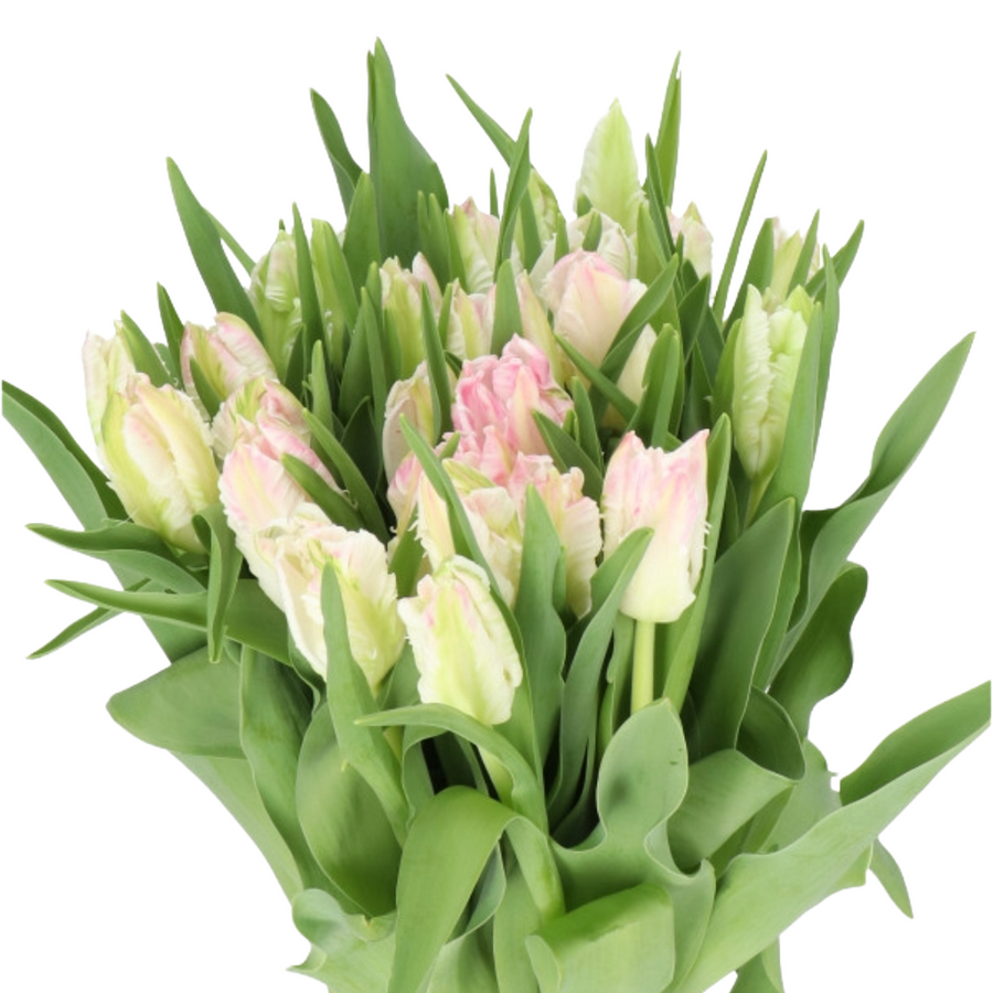 Tulip Cabana Parrot holl xtra