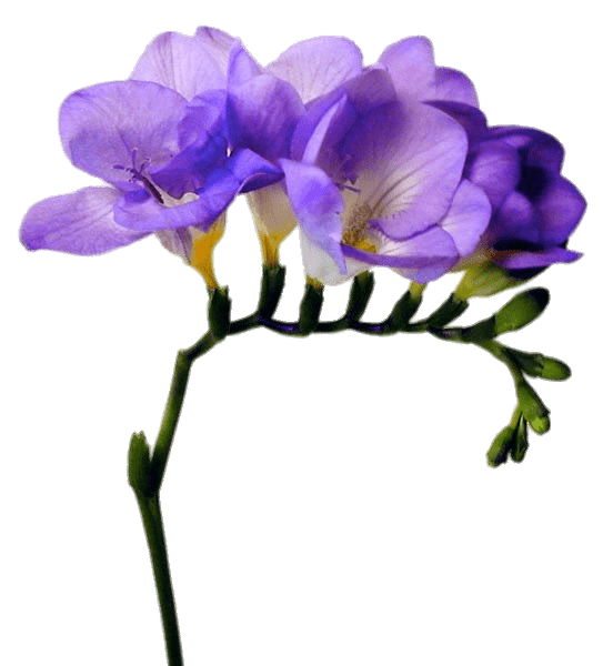 Freesia Purple holl