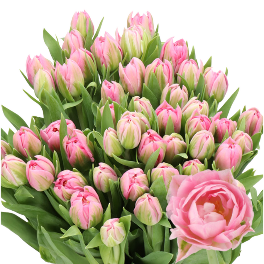 Tulip  Desirelle holl super