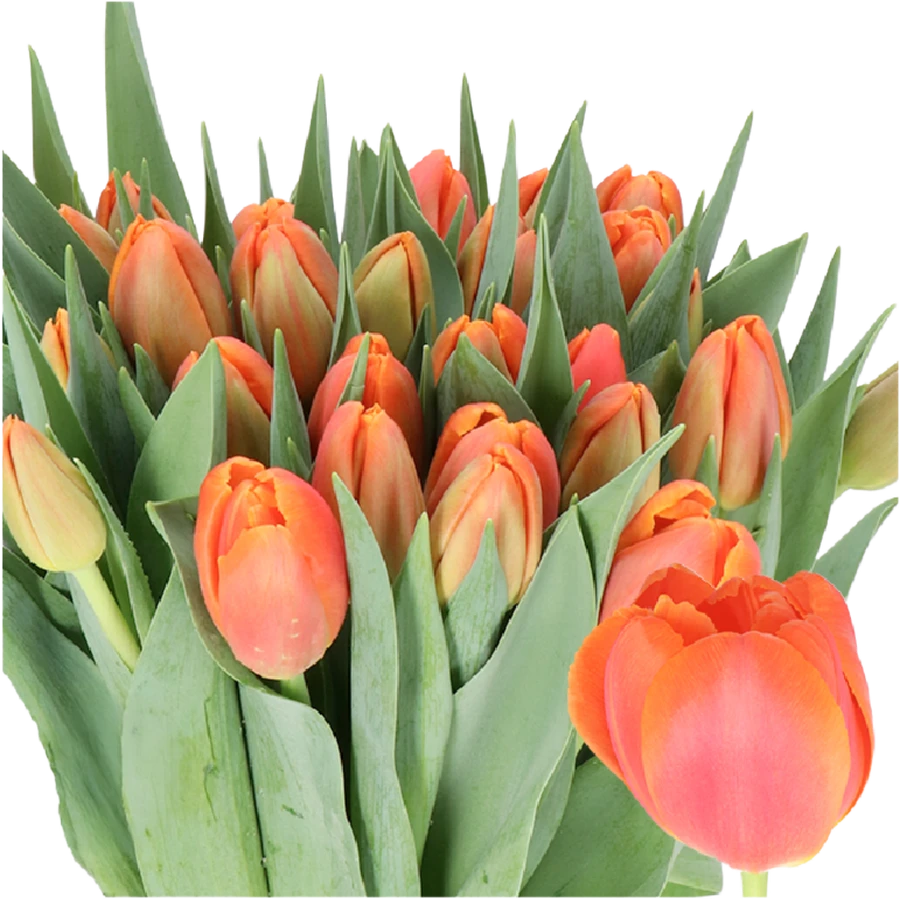 Tulip Dbl Icoon HOLL Xtra