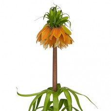 Frittilaria Org holl(STEM)