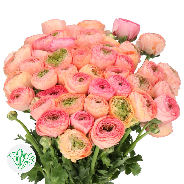 Ranunculus Cloni Pascal holl