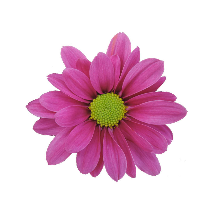 Pom Daisy Purple gdns