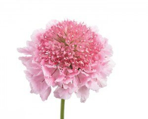 Scabiosa Marshmallow Scoop MedPk 