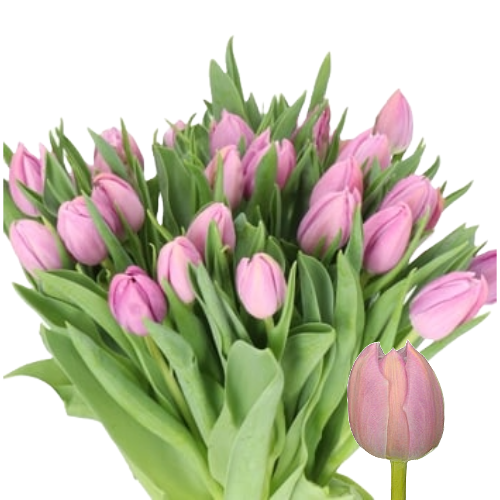 Tulip Katinka Xtra, Holex