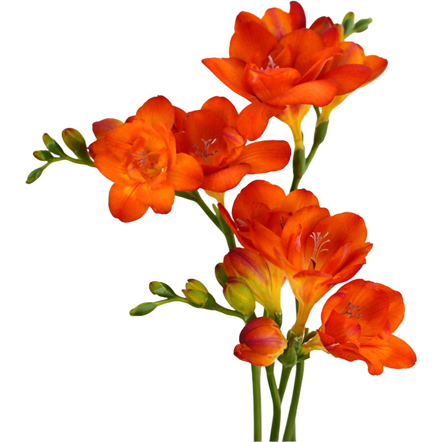 Freesia Orange NORTHLAND