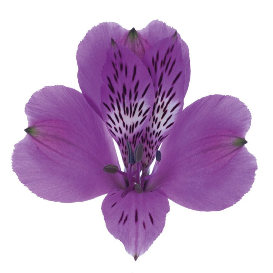 Alstro Purple sole sel
