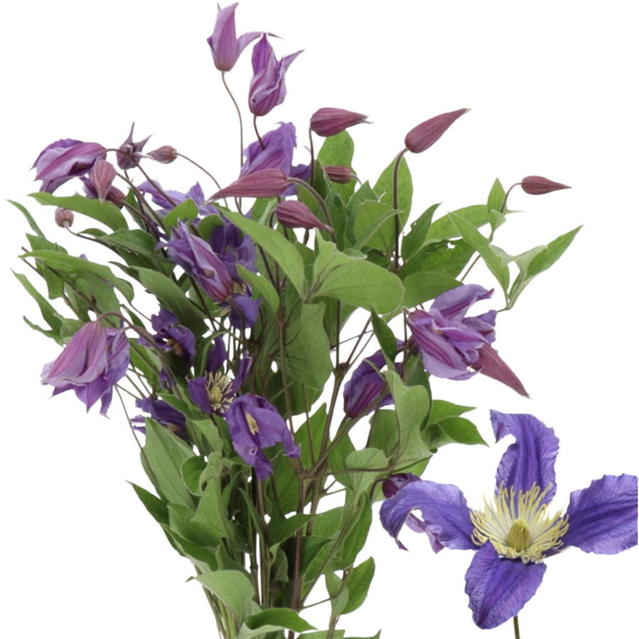 Clematis Blue Pirouette 60cm Hol
