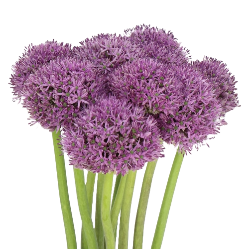 Allium Gladiator holl