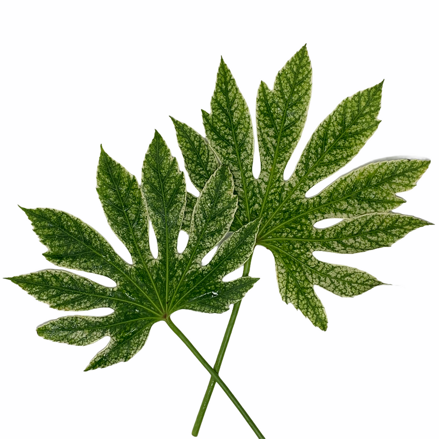 Aralia Spider, Holex