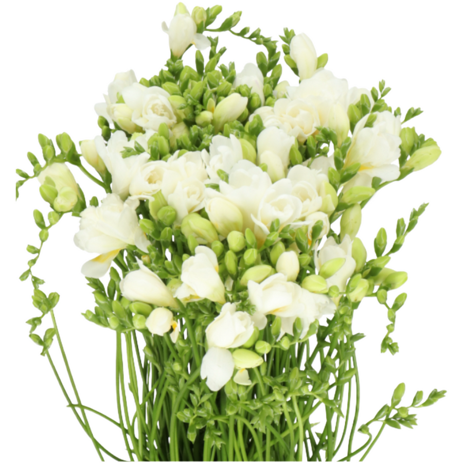 Freesia White canada