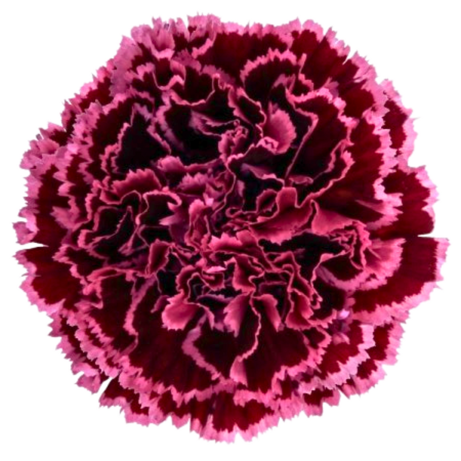 Carn. Nobbio Burgundy sole